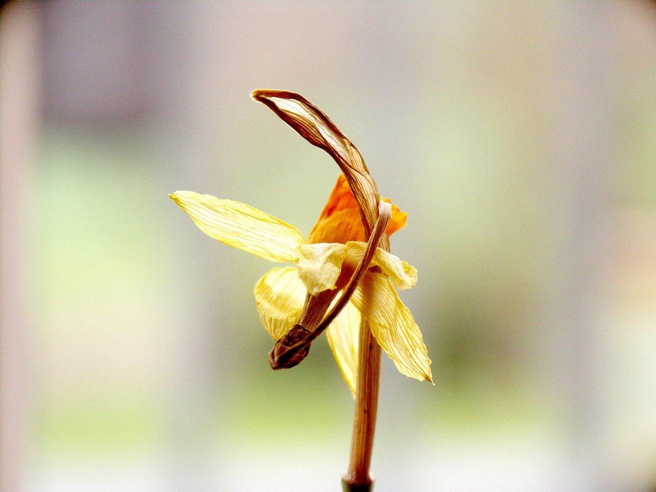 腊梅如何从母株分离