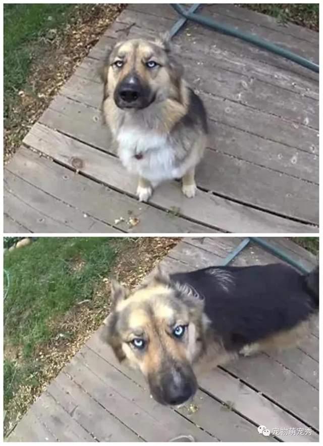 铲屎官晒出养金毛犬和哈士奇的区别,网友却笑疯了:太惨了!