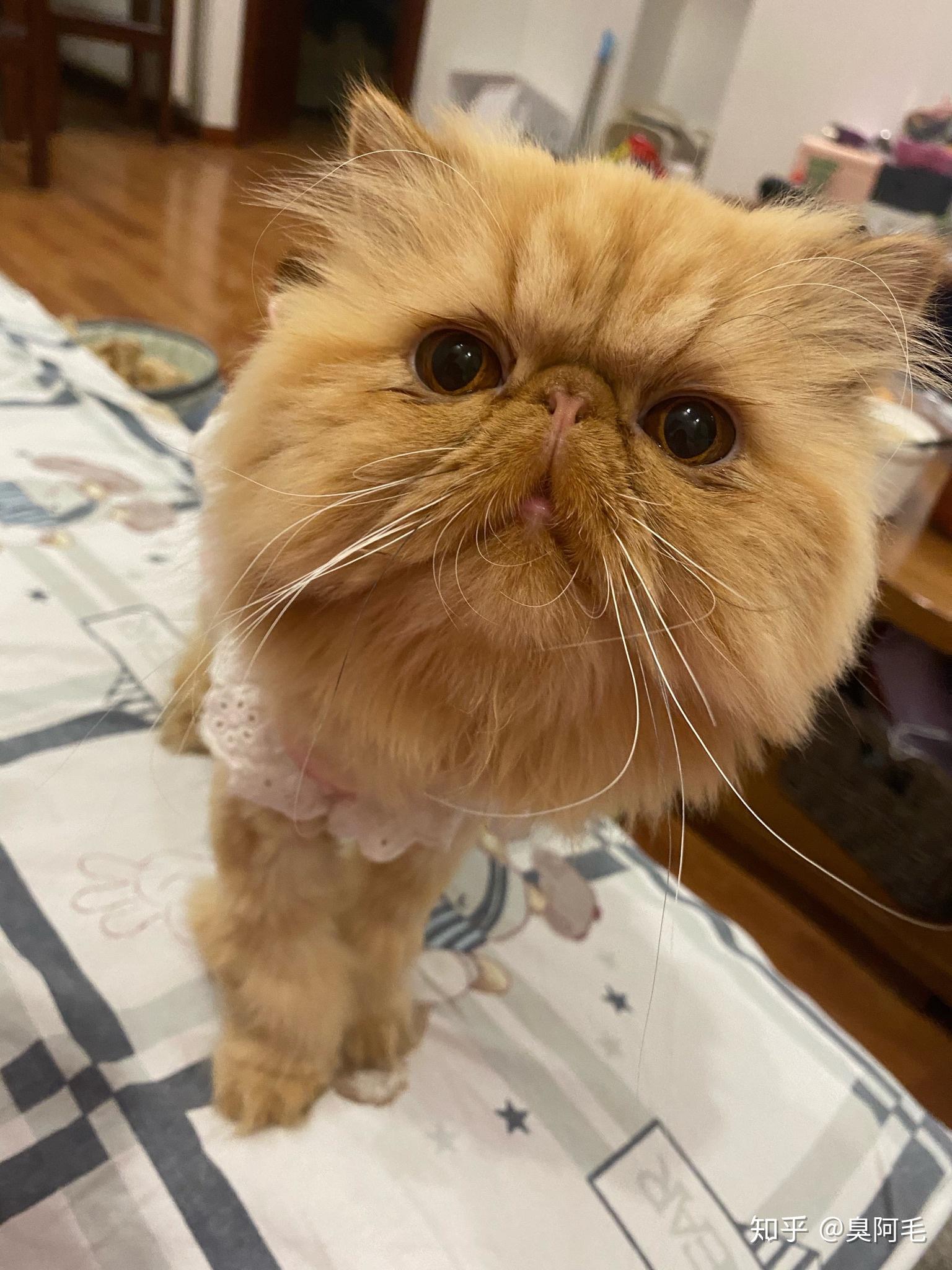 捡了一只加菲猫,请问这是不是一只特别丑的猫呀 然后还爱流口水.