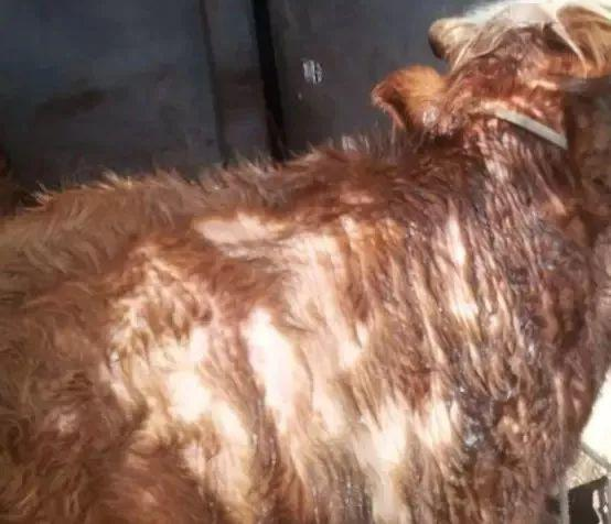 消毒,用20%的生石灰水或5%的火碱水消毒地面和墙壁;防止引进疥螨牛