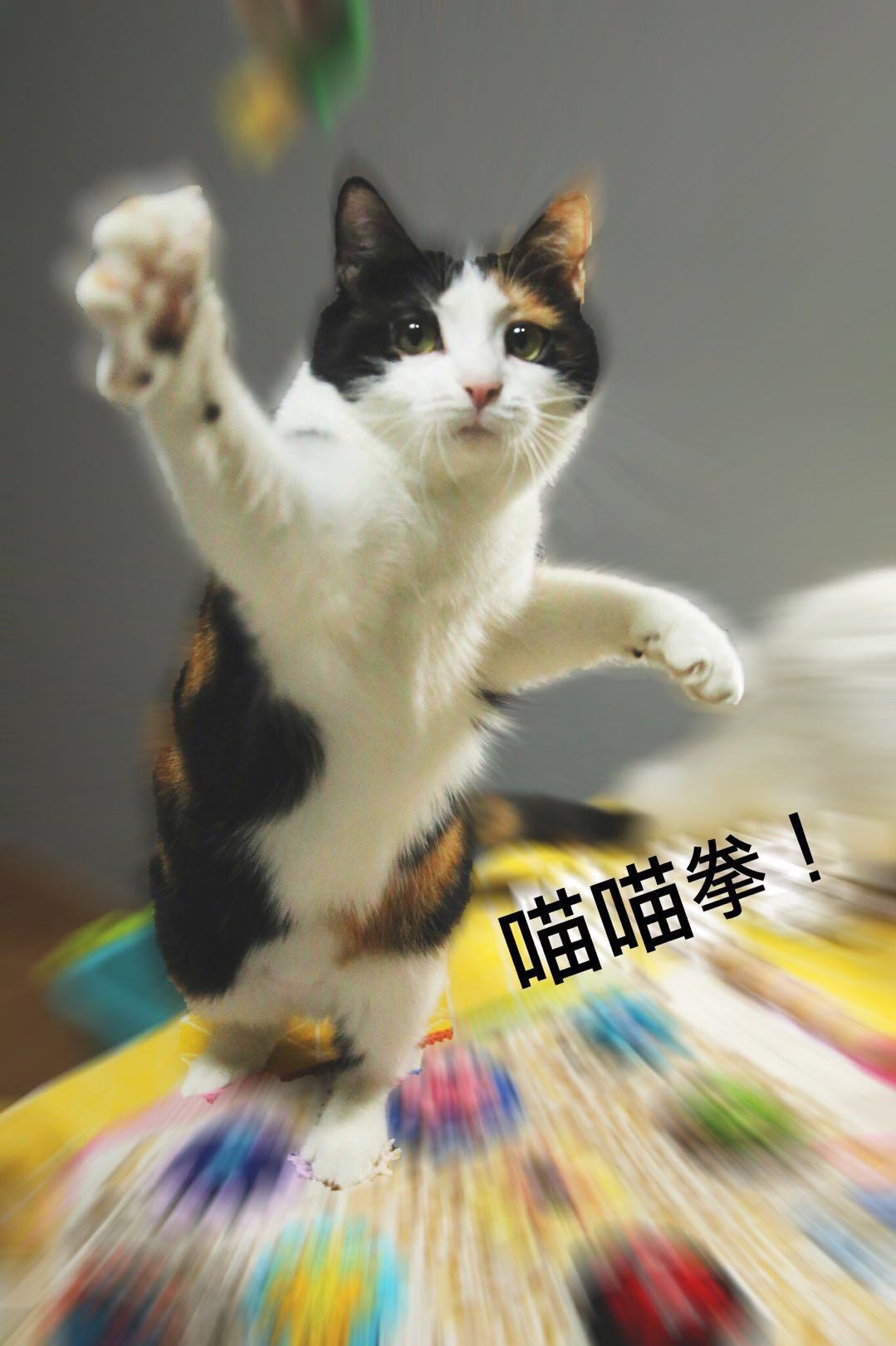 猫咪打人有多痛?