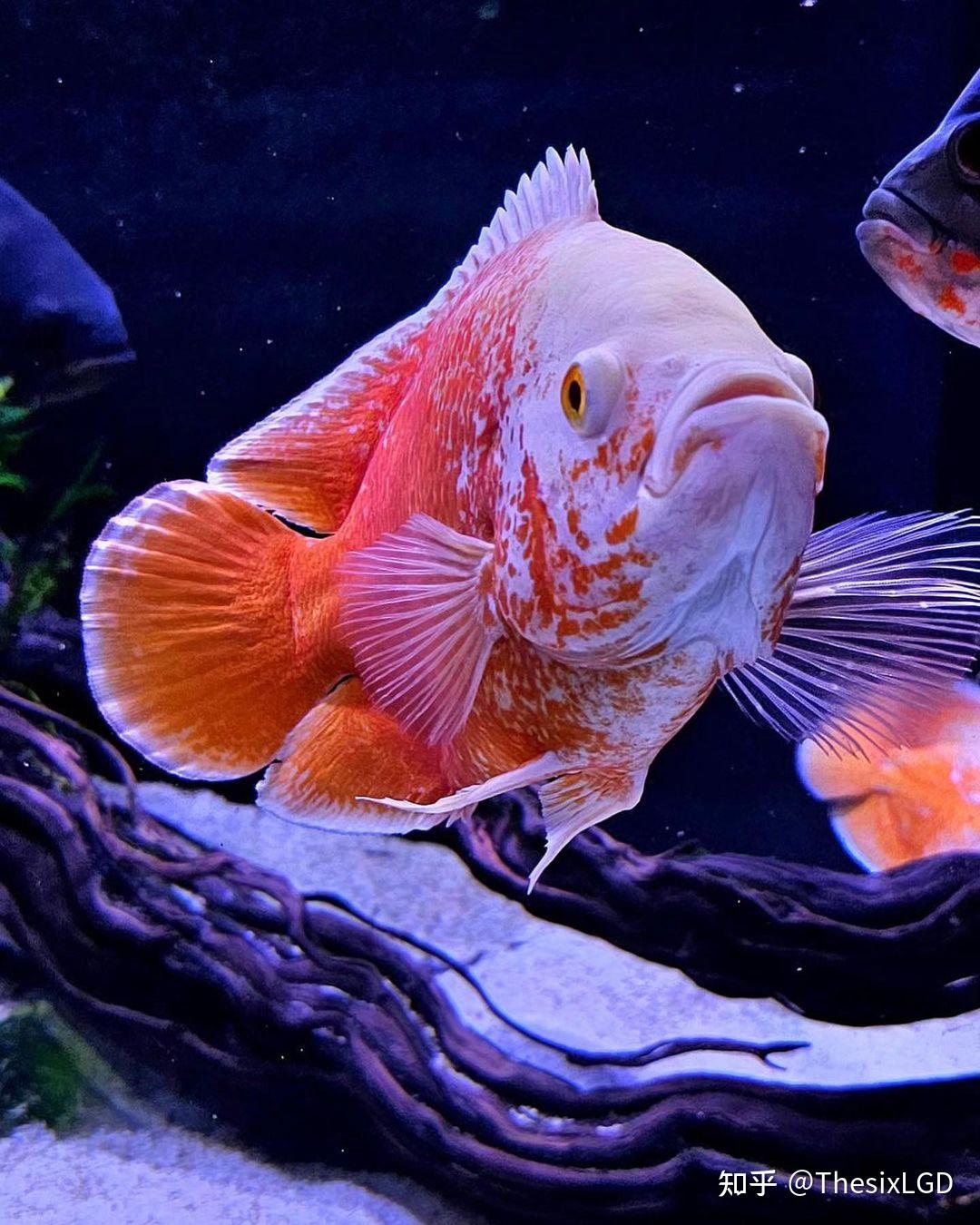 如何科学地饲养地图鱼? - 知乎