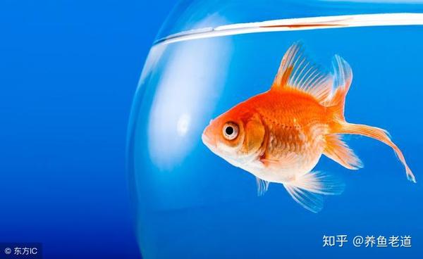 简易短鲷缸_南美短鲷草缸能养么_龙纹短鲷缸