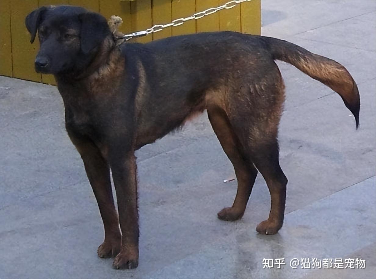 6大"中国猛犬",每一种都超帅的,不输给国外犬种