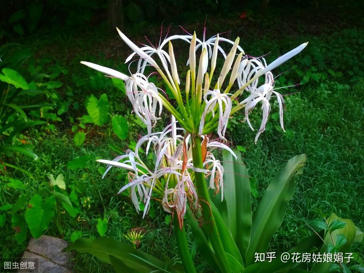 文殊兰养不好怎么办? 得到这个养殖技巧, 文殊兰越养越漂亮 - 知乎