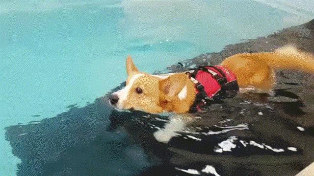 法斗宠物店溺亡引发讨论,狗天生就会游泳吗?
