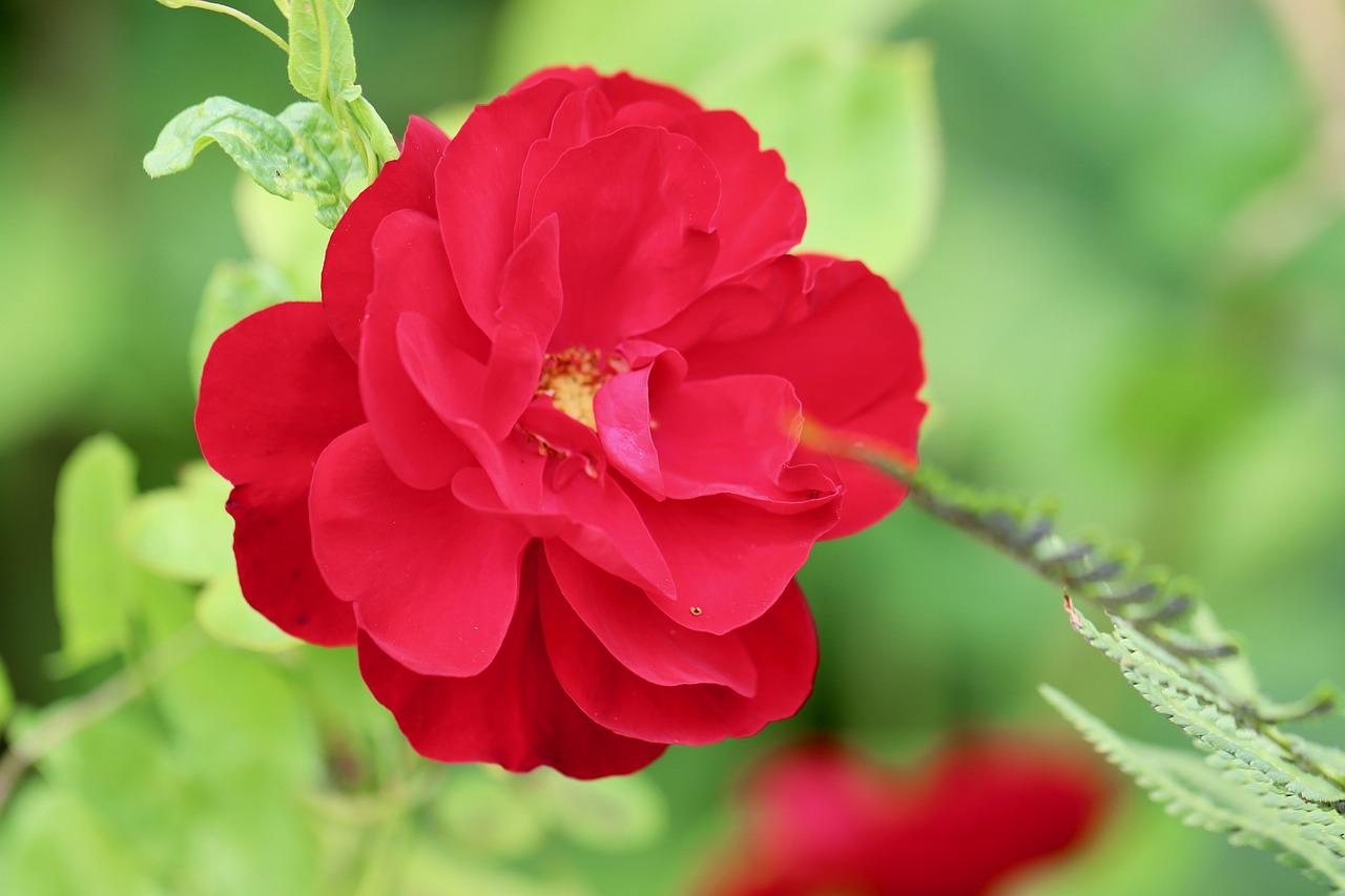 如何移植月季花