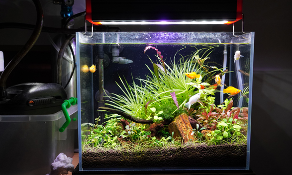 30cm水草缸三角造景辣椒榕缸