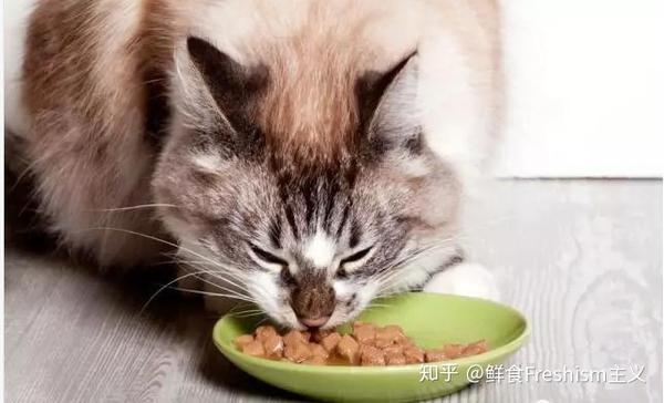 什么样的猫罐头最适合猫咪 主食罐篇 知乎