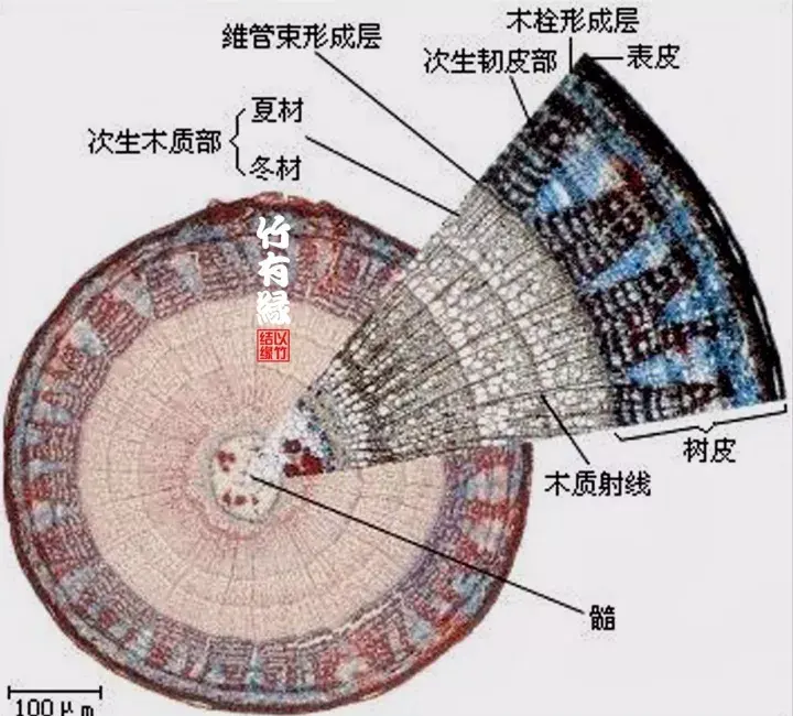 毛竹茎结构示意图图片