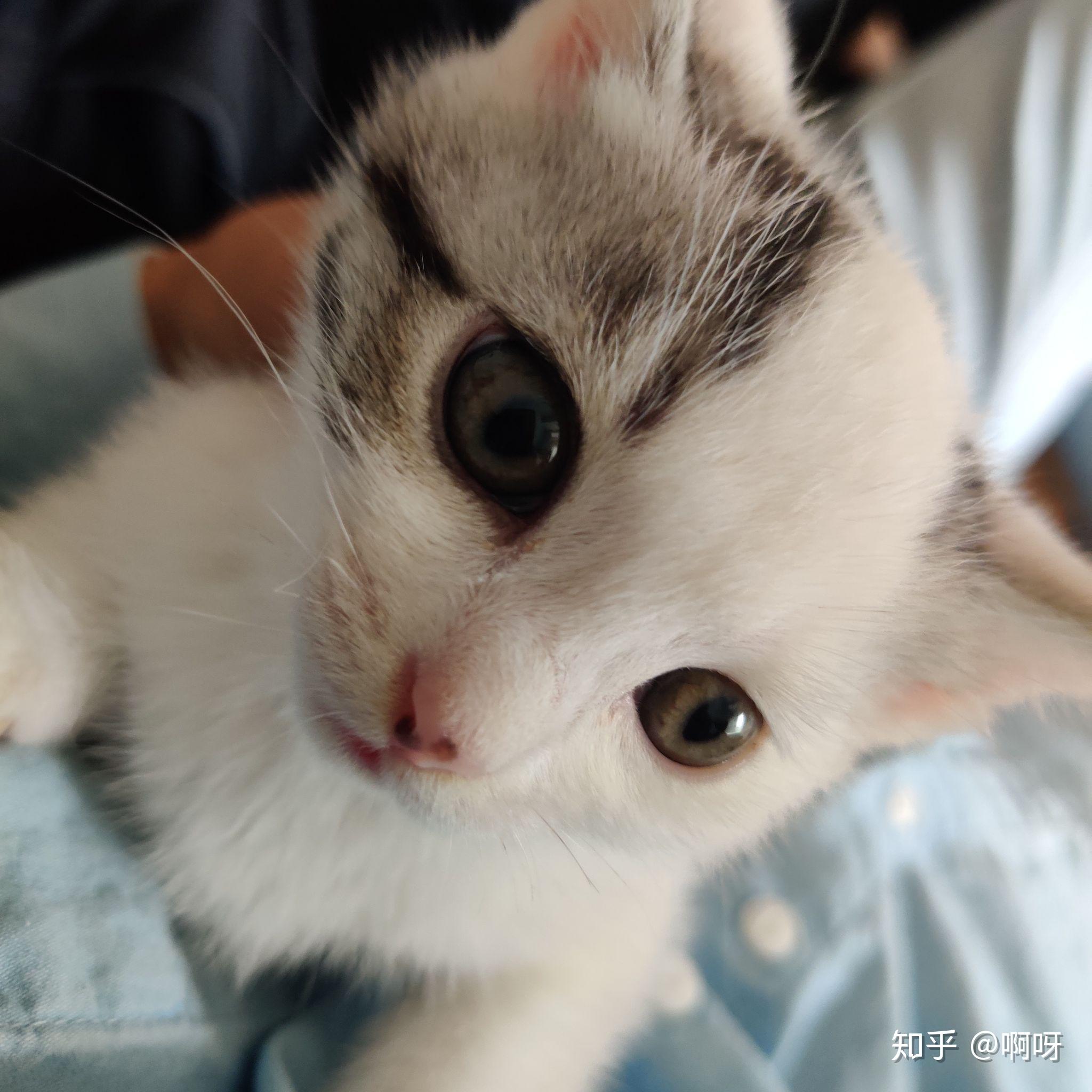 一只猫能可爱到什么程度?