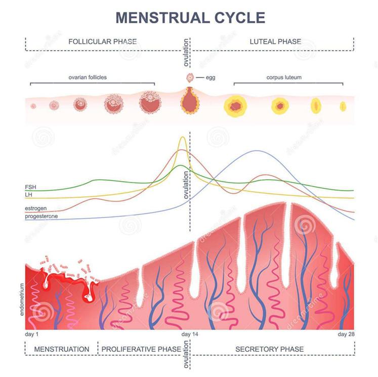 减肥会导致闭经吗减肥会导致闭经吗
