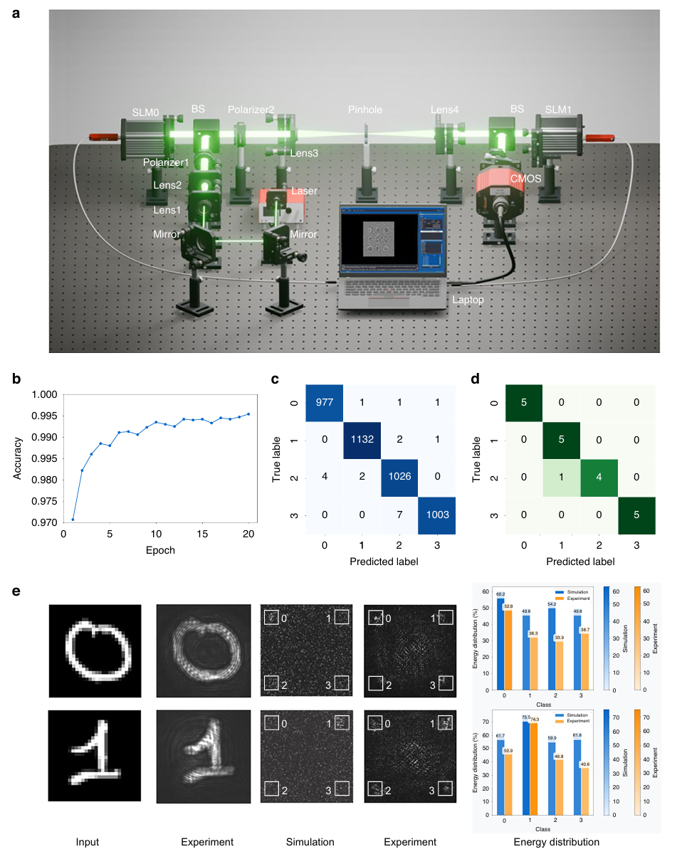 上海理工大学顾敏院士团队最新Light: science & applications:面向光学神经网络的仿生无反向传播训练! - 知乎