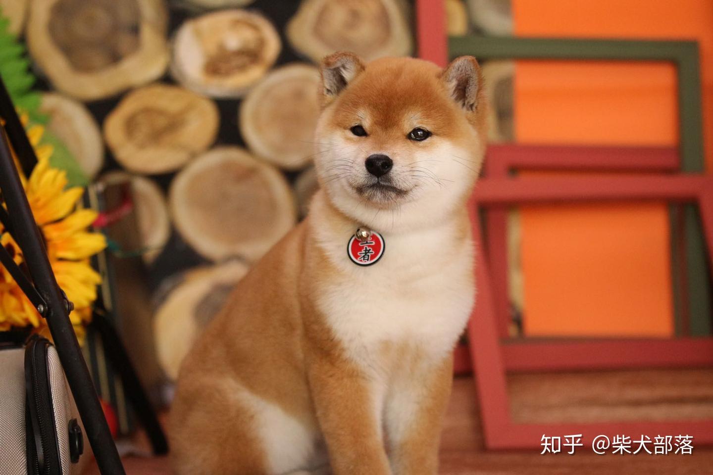 2021年豆柴的价格分析，想买豆柴的赶紧来看！ - 知乎