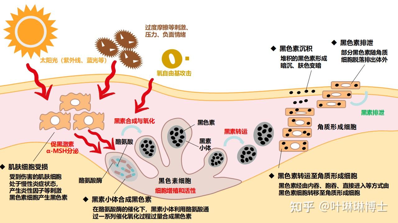 酪氨酸酶的活性