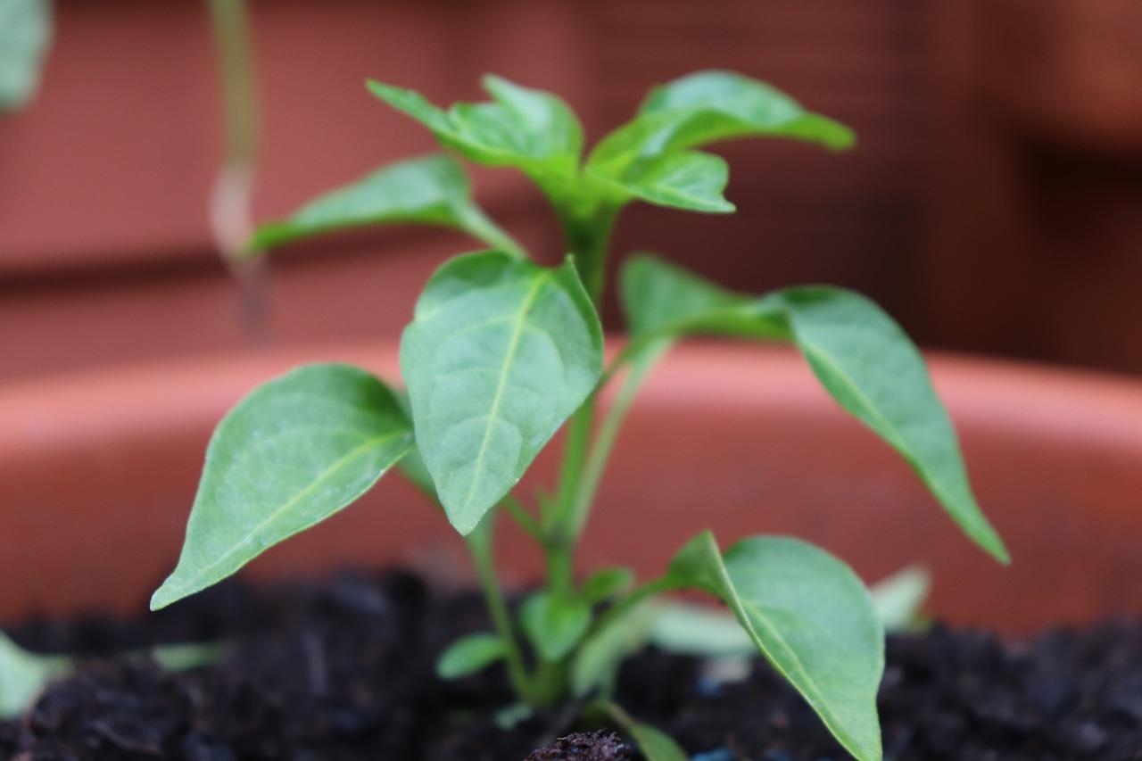 2. 辣椒苗生长周期