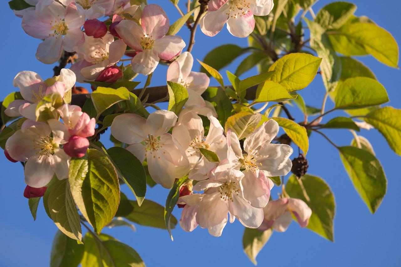 西府海棠 如何养