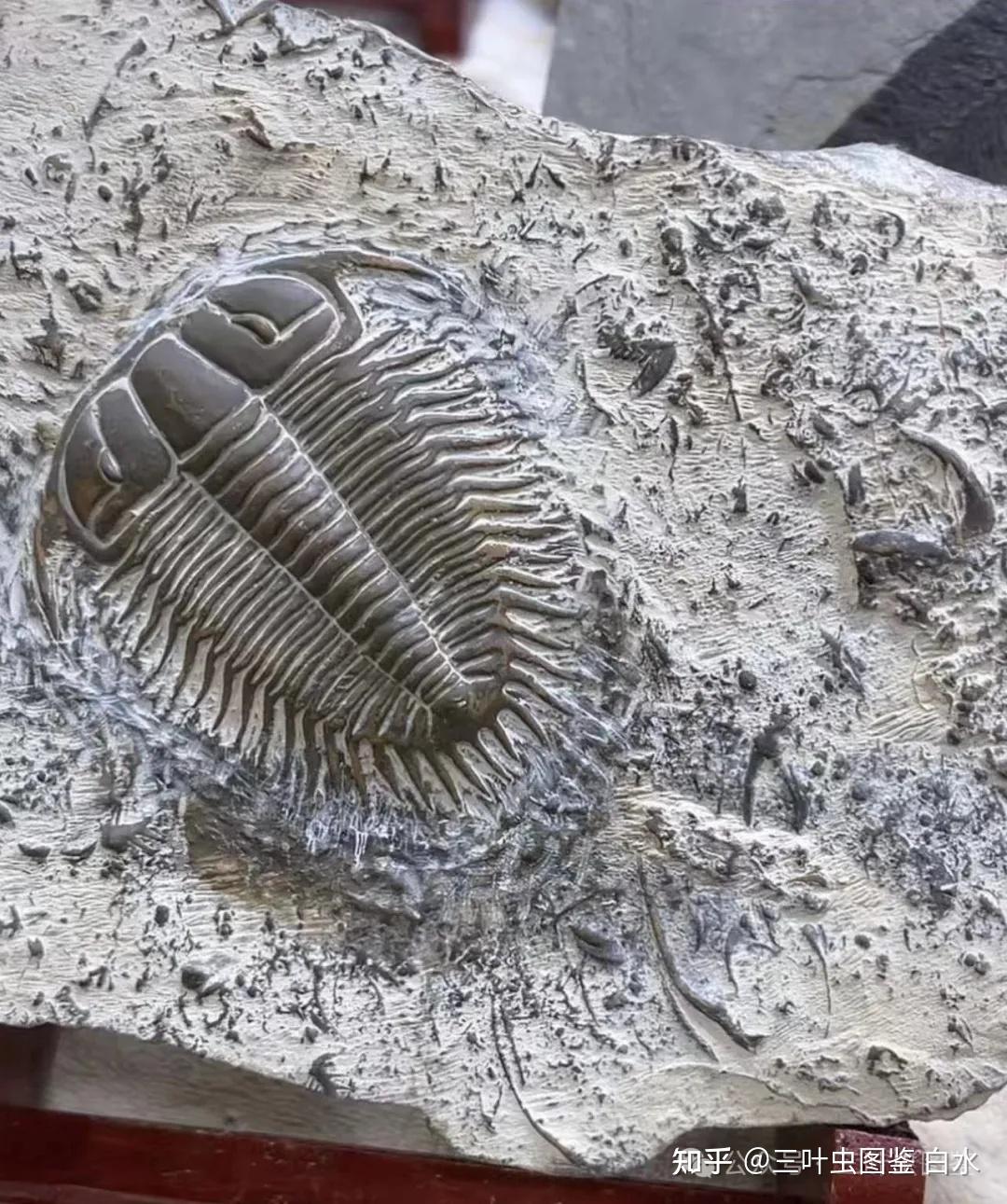 打假一只上过央视的假三叶虫- 啓功造 瑯石