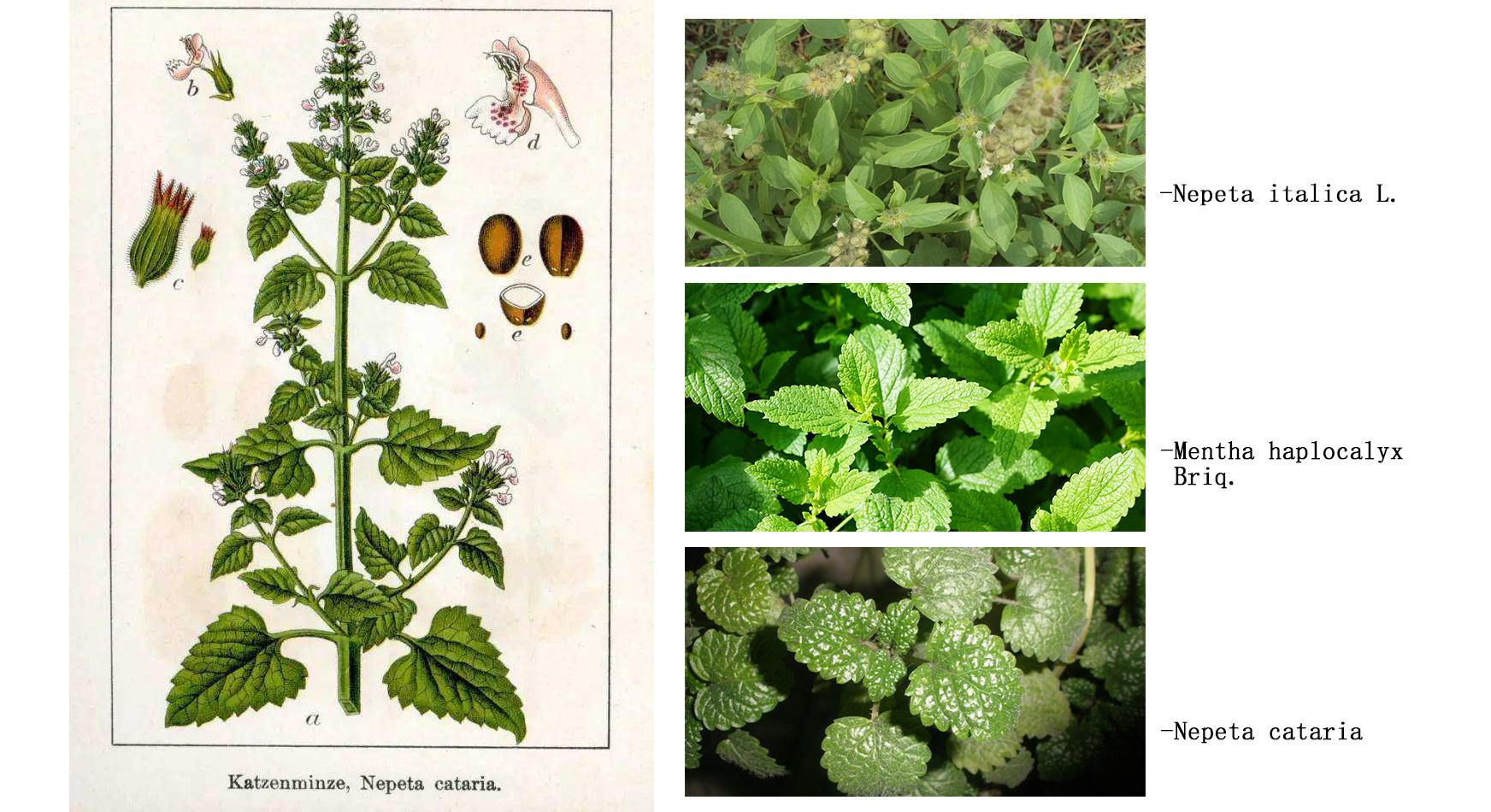 (英文名catmint/catnip/catswort,拉丁名nepeta cataria) 又名假荆芥