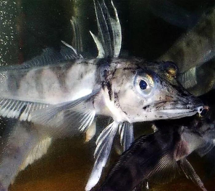 鳄冰鱼世代活在极寒地区不用鳃呼吸连血液都没有颜色