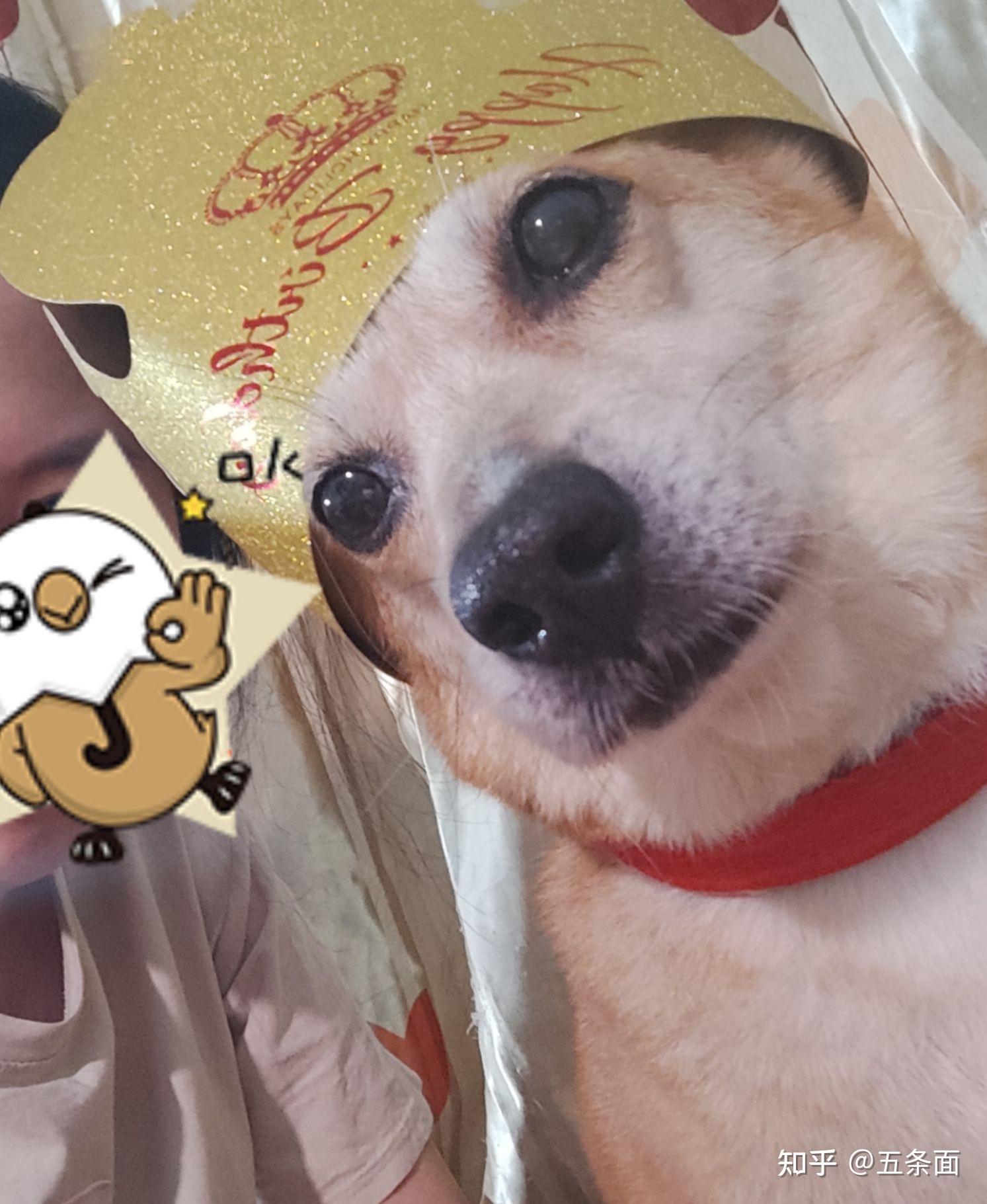 如何看待柴犬初七被狗贩抢走,主人找到时已是做熟的半只狗子? - 知乎