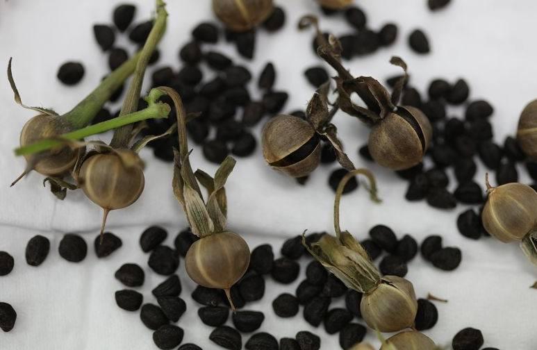 红薯的种子长什么样