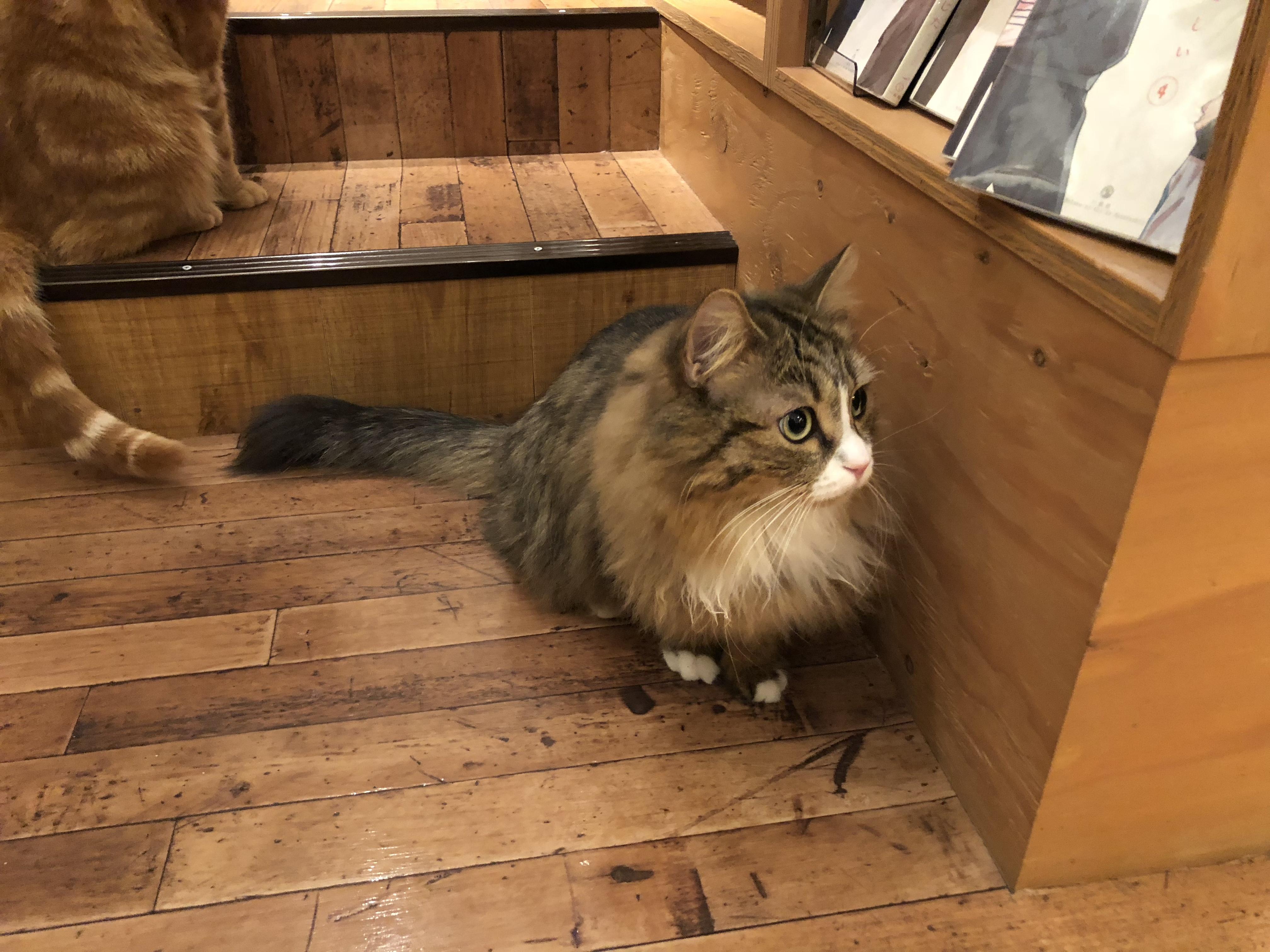 怎样评价各地猫咪咖啡馆的存在