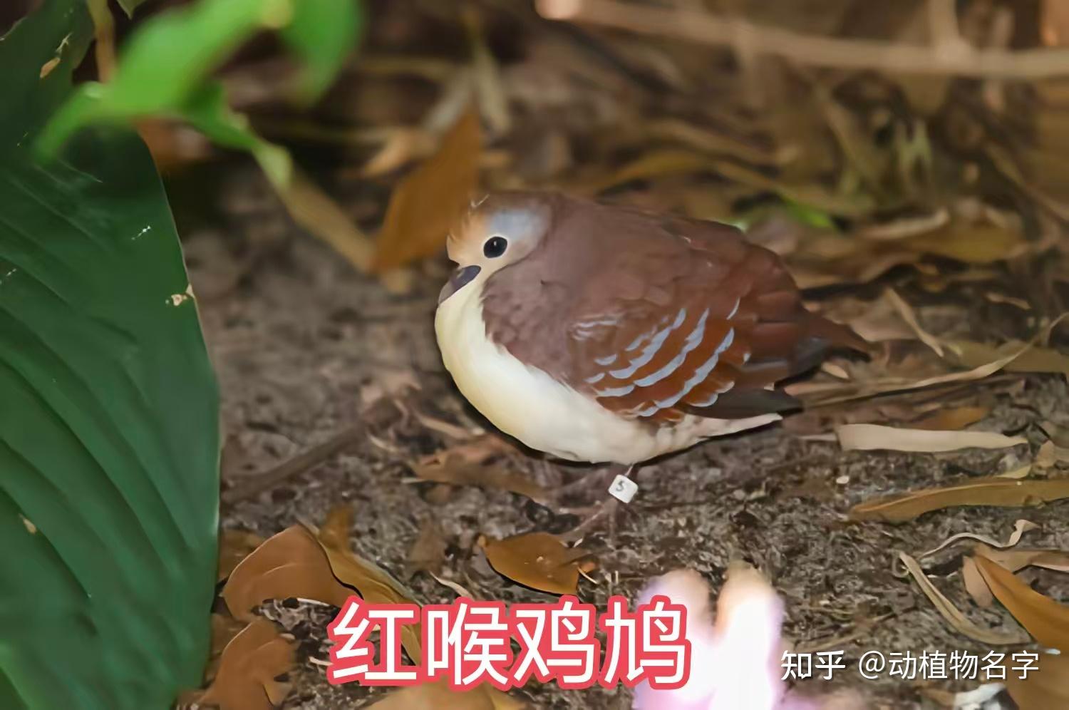 99图带你走进鸠鸽科鸟类的世界 - 知乎