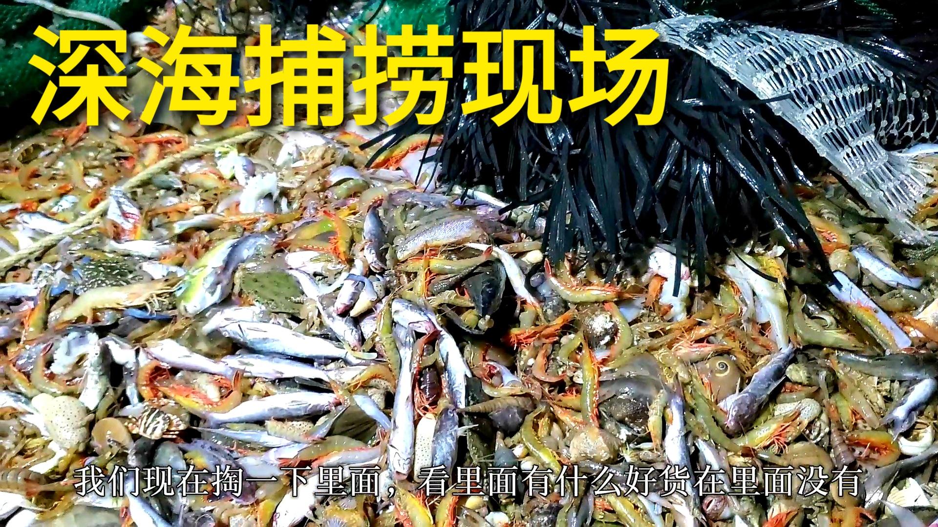 拖网渔船深海捕捞各种海鲜堆积如山这种捕捞方式看着过瘾