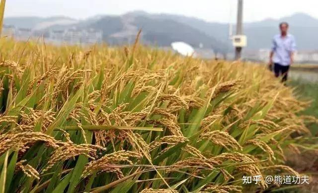 水稻种植的六个过程图(最全最详细水稻种植方法) - 知乎