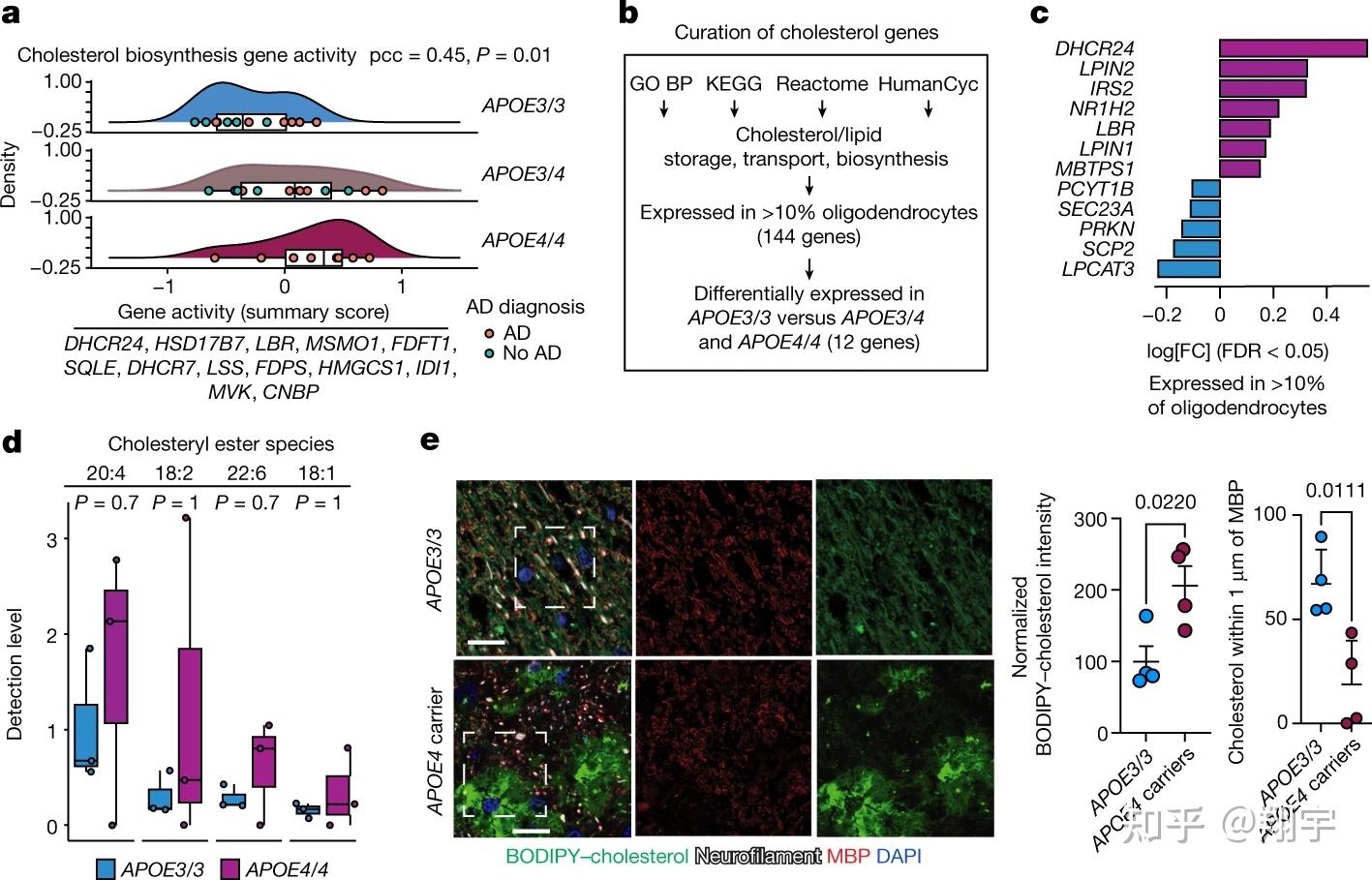 Nature 文章:APOE4通过少突胶质细胞胆固醇失调损害髓鞘形成 - 知乎