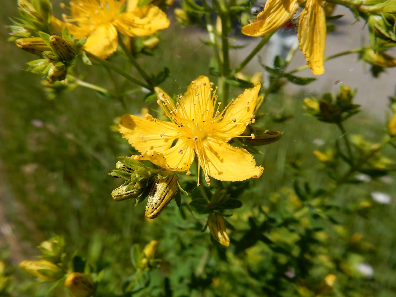 连翘亩收入多少