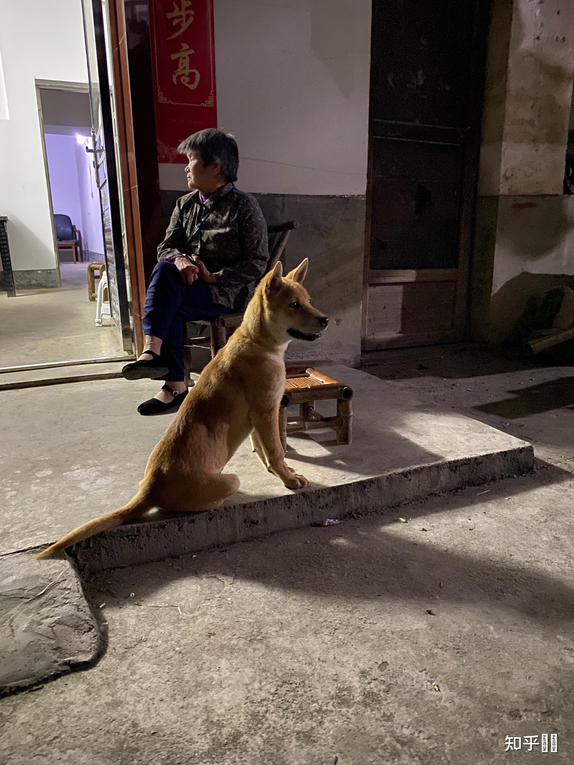 养一只广西土猎的过程与感受? - 知乎