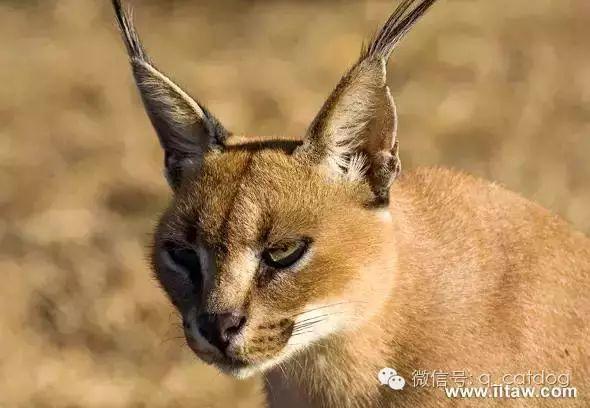 狞猫,应该是世界上最酷炫的猫了! - 知乎