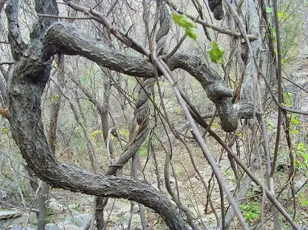 南蛇藤盆景野生图片