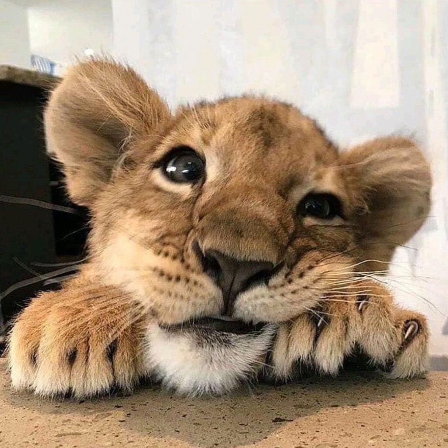 有没有类似这种的动物又沙雕又可爱的头像? - 知乎