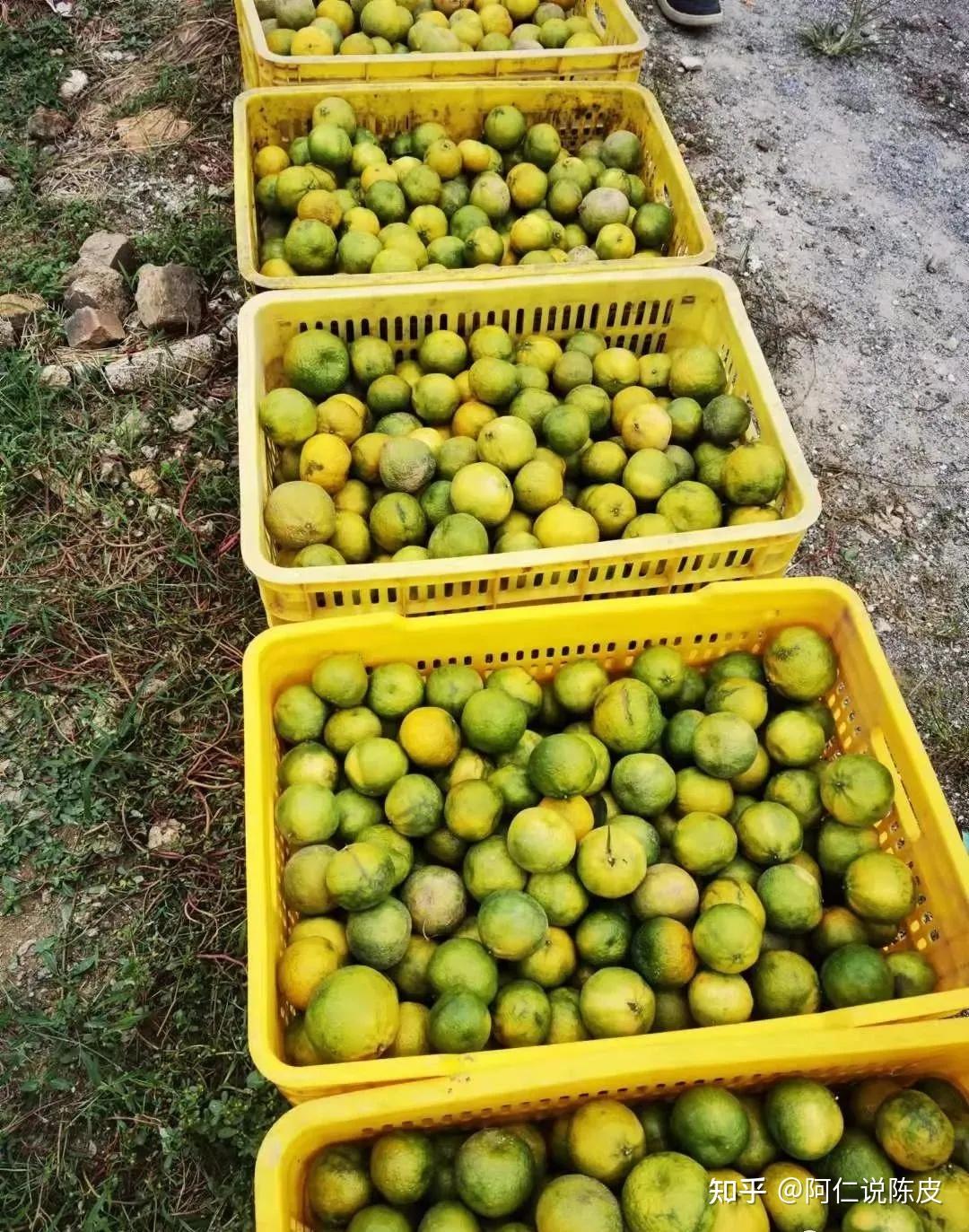 落果落果落果新会陈皮减产涨价已成定局