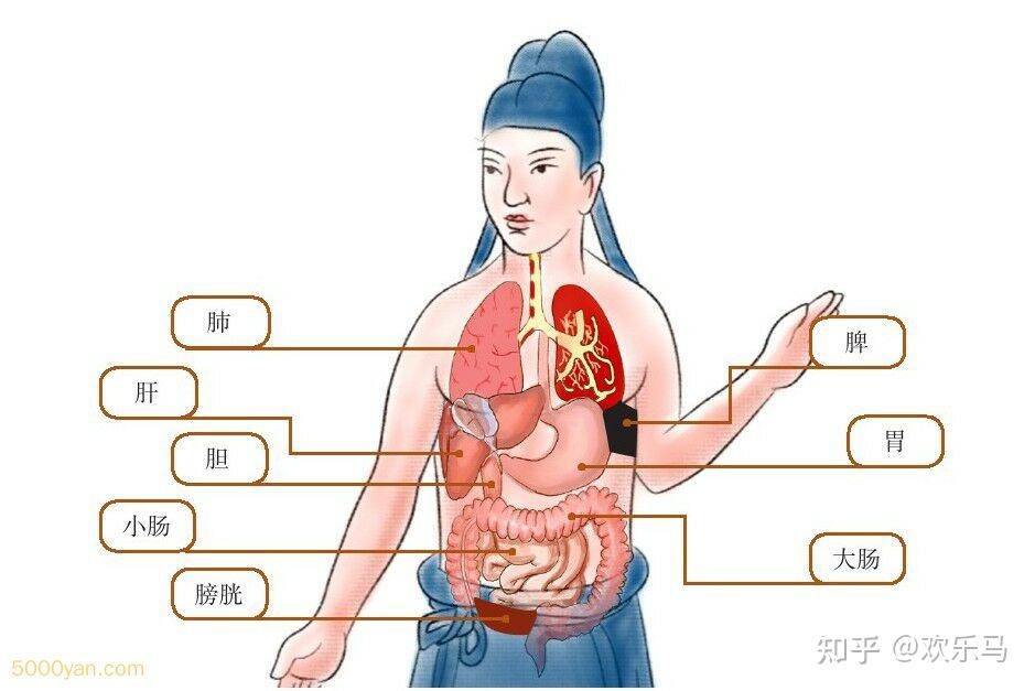 五脏别论篇 五脏分类及诊病方法