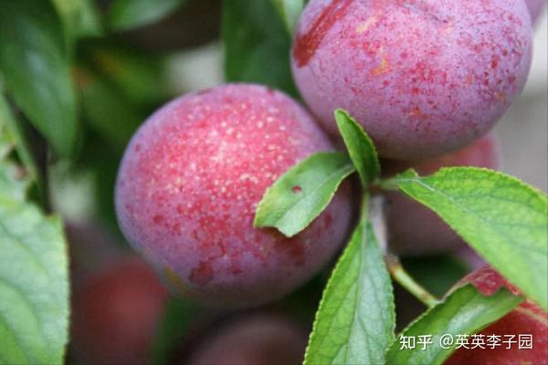 果实大的李子苗品种有哪些?英英李子园盘点李子苗 - 知乎