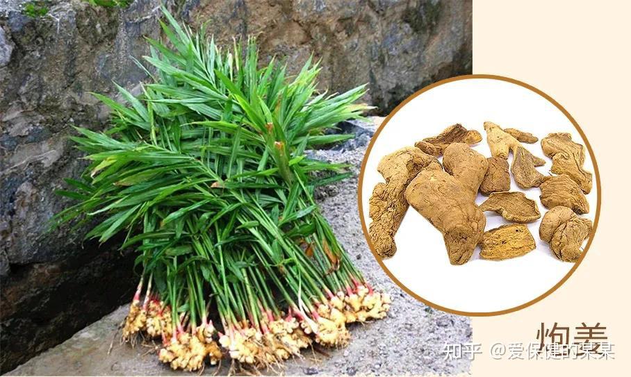 一起来看止血化瘀药——炮姜 - 知乎