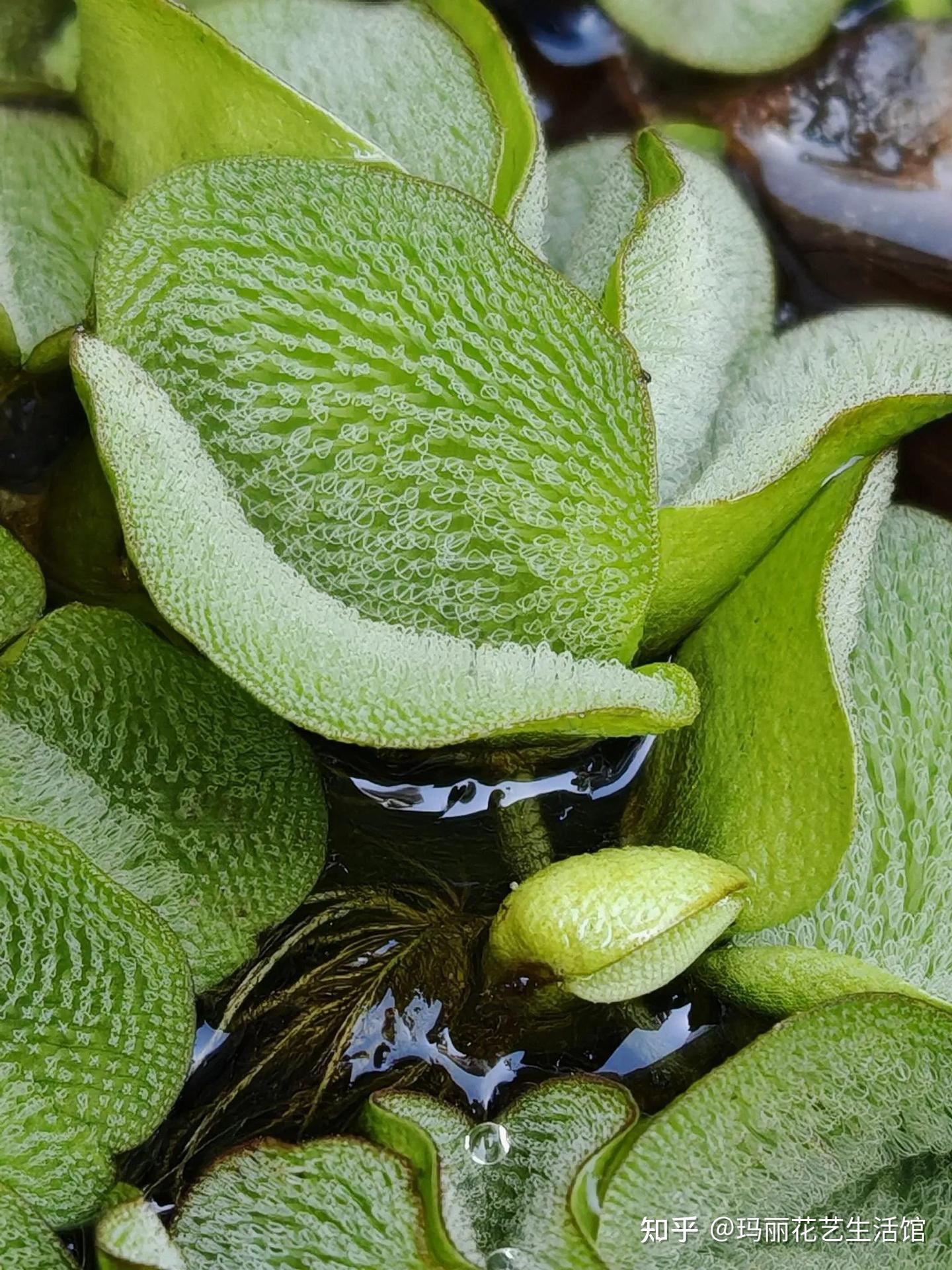 漂浮植物槐叶萍,可净化水质,轻松打造水生生态鱼缸 - 知乎