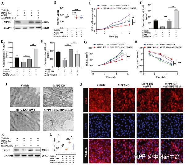  cell mol immunol if 24 1 tmt vkh 