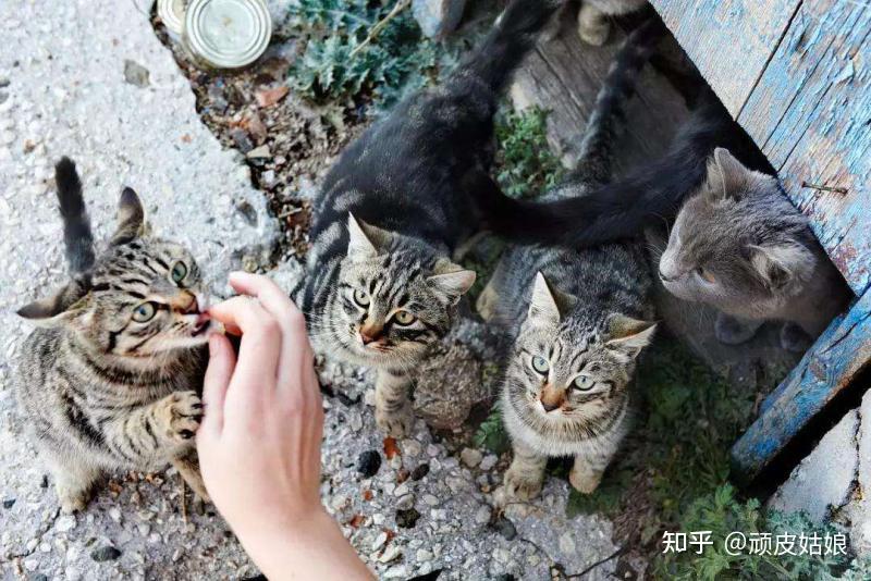 养猫的男人一般都是这些性格 - 知乎