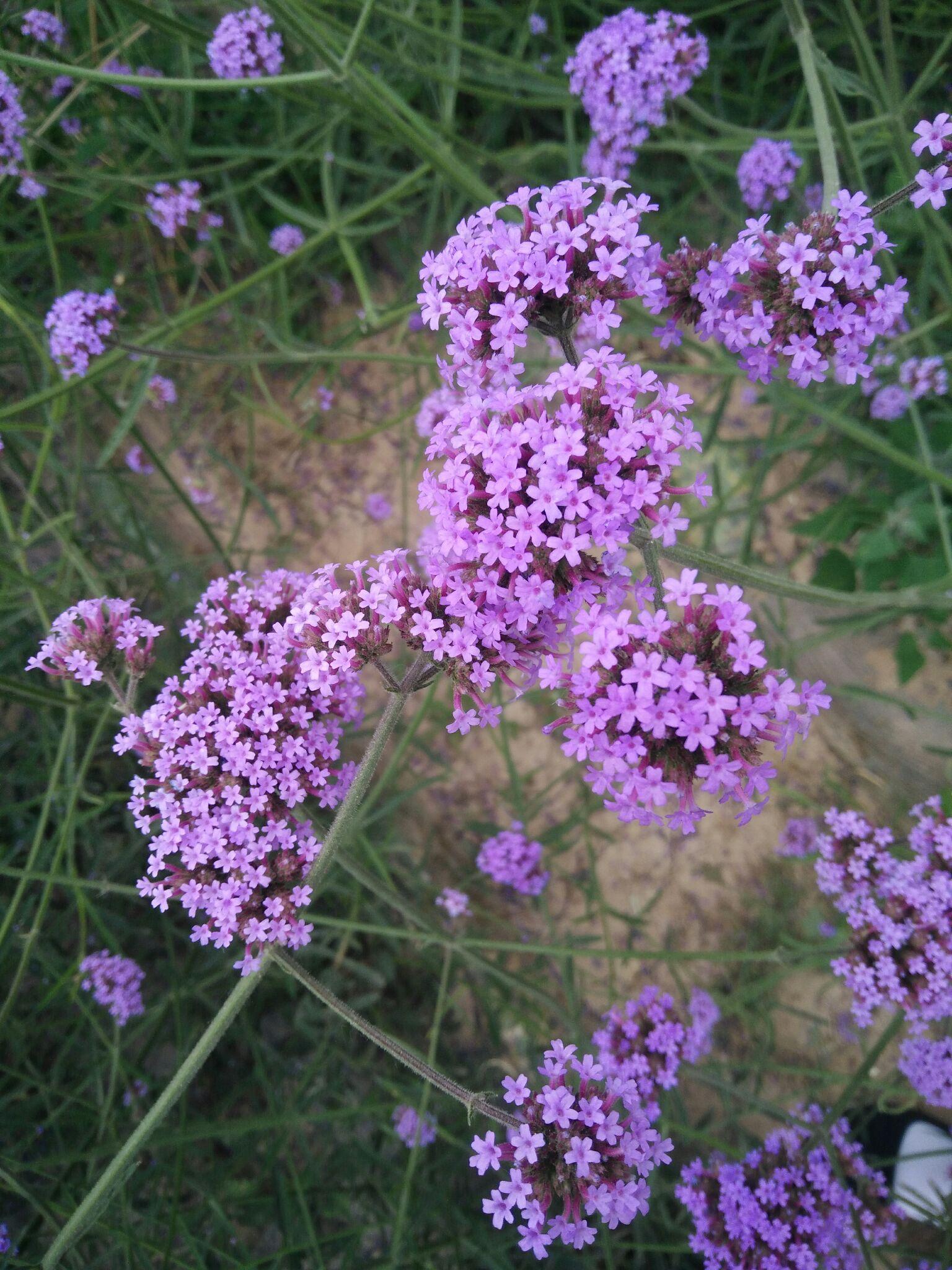 请问这是什么花紫色的小花
