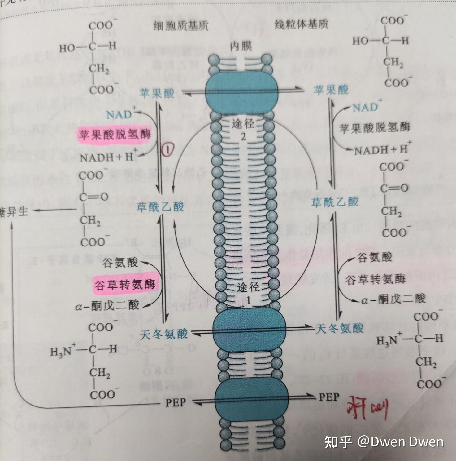 三磷酸甘油醛图片