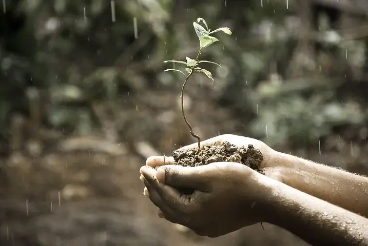Nature Biotech | 只需融合这两个蛋白,即可大幅提高植物的再生效率 - 知乎