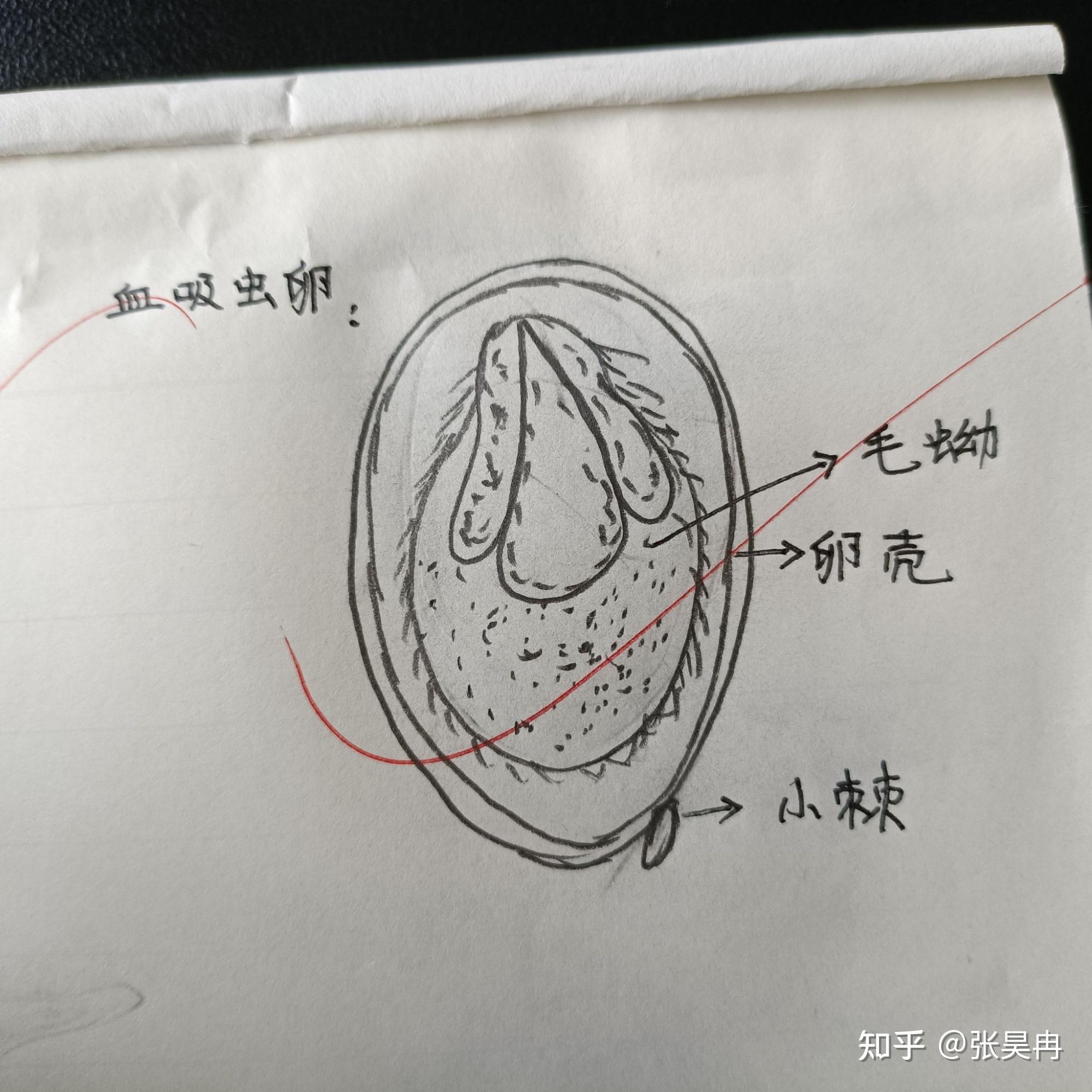 粪类圆线虫虫卵手绘图片