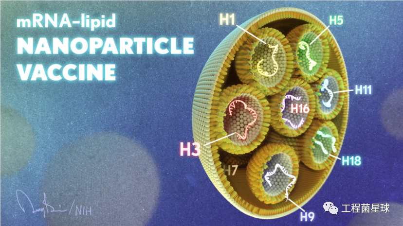 耀文解读综述一文读懂最新mrna流感通用型疫苗研究汇总