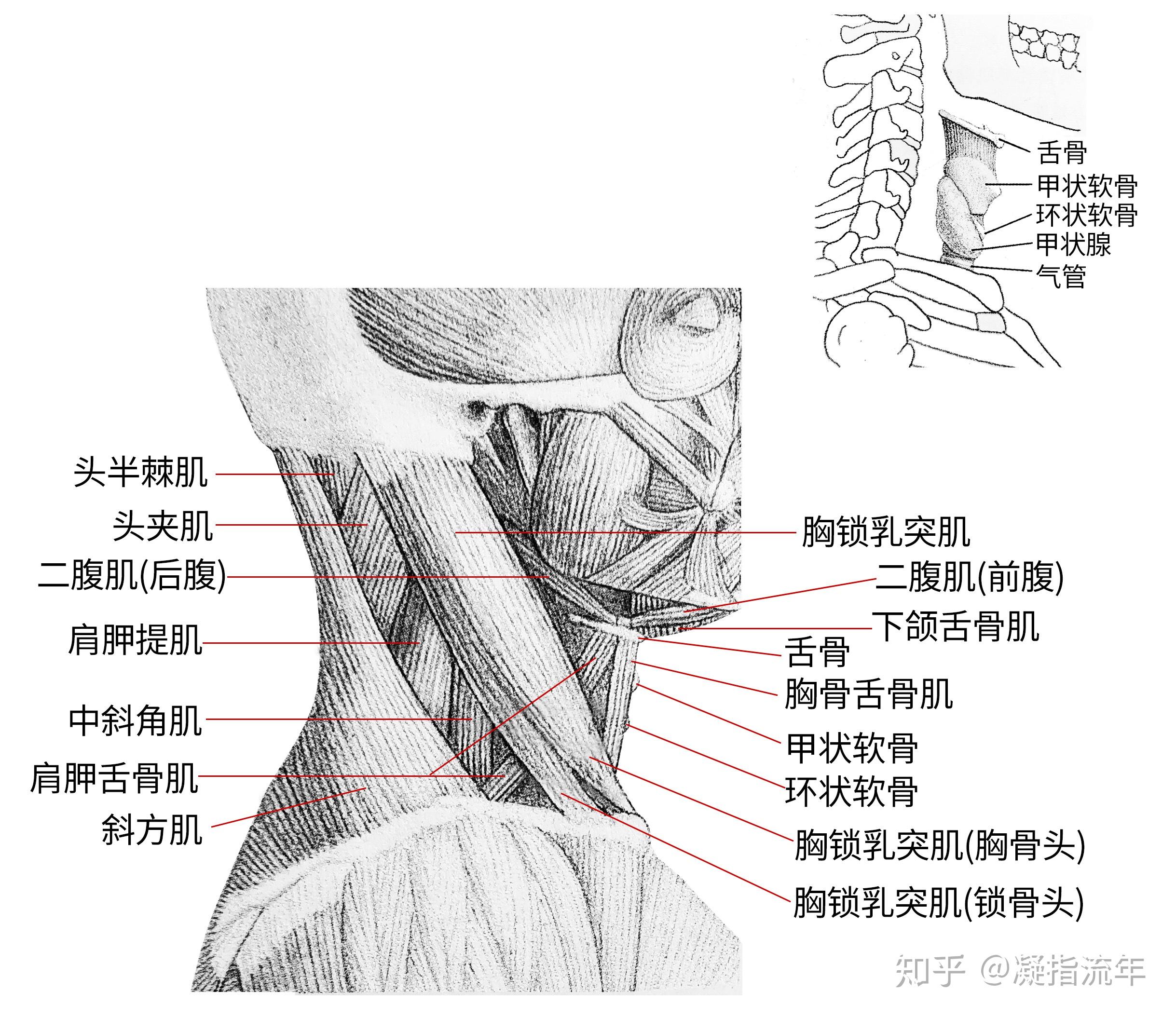 坚持学画:人体结构之肌肉部分——颈肌 