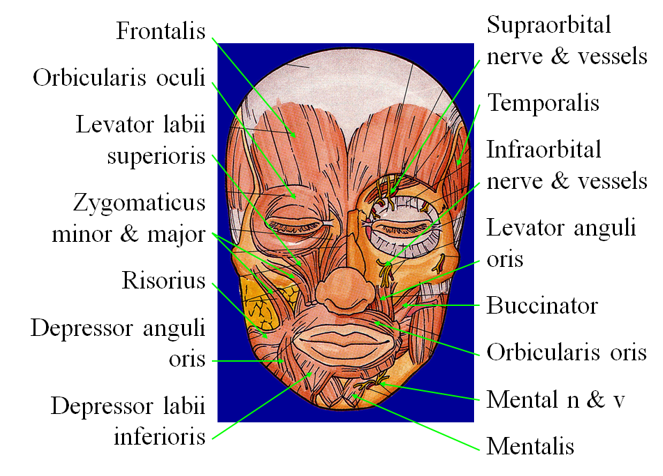 特点1.面部肌肉